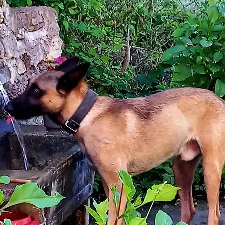 Tara Rajak Casa vacanze Zaovine